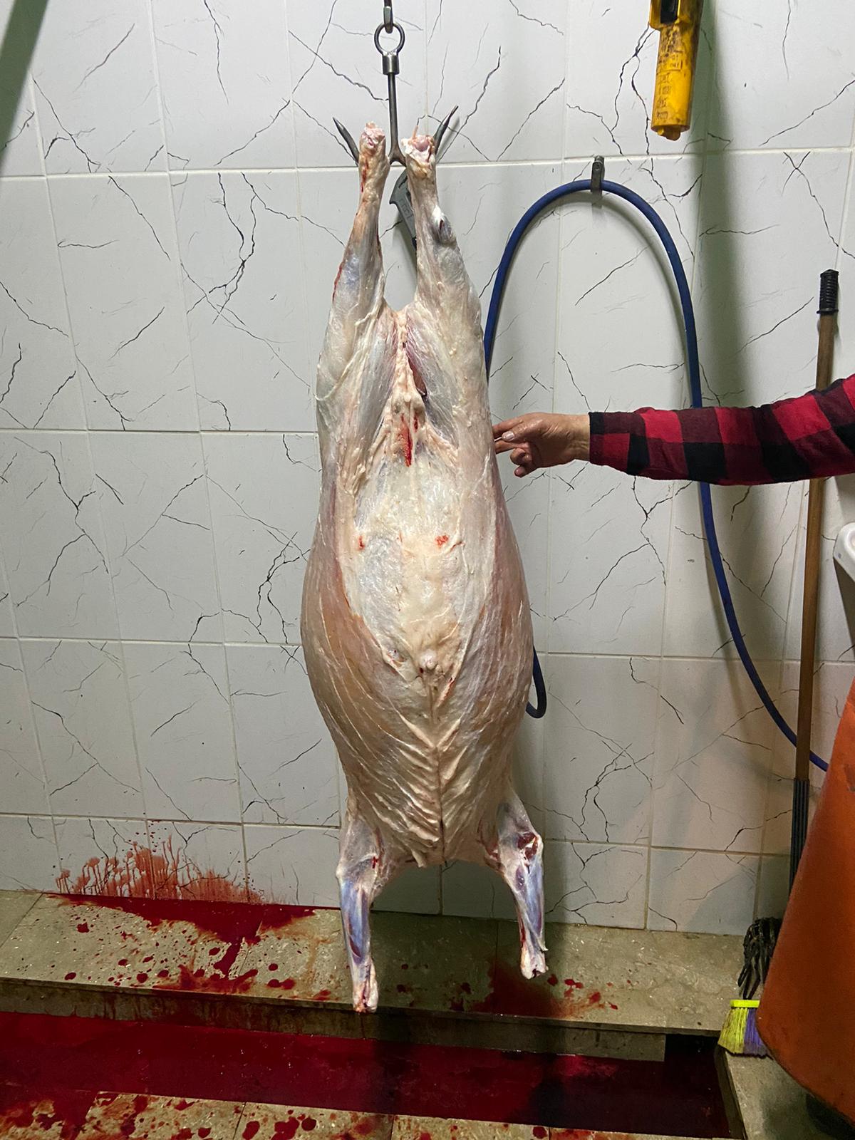 Sezer Adak Fotoğraf - 14